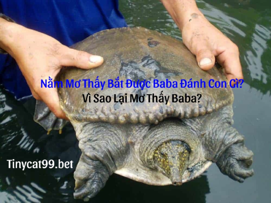 mơ thấy bắt được ba ba