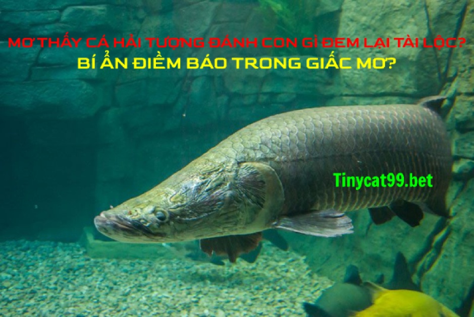 Mơ Thấy Cá Hải Tượng