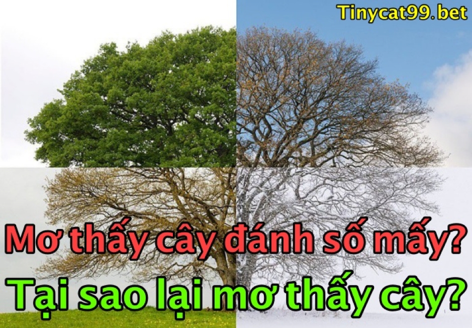 Mơ thấy cây