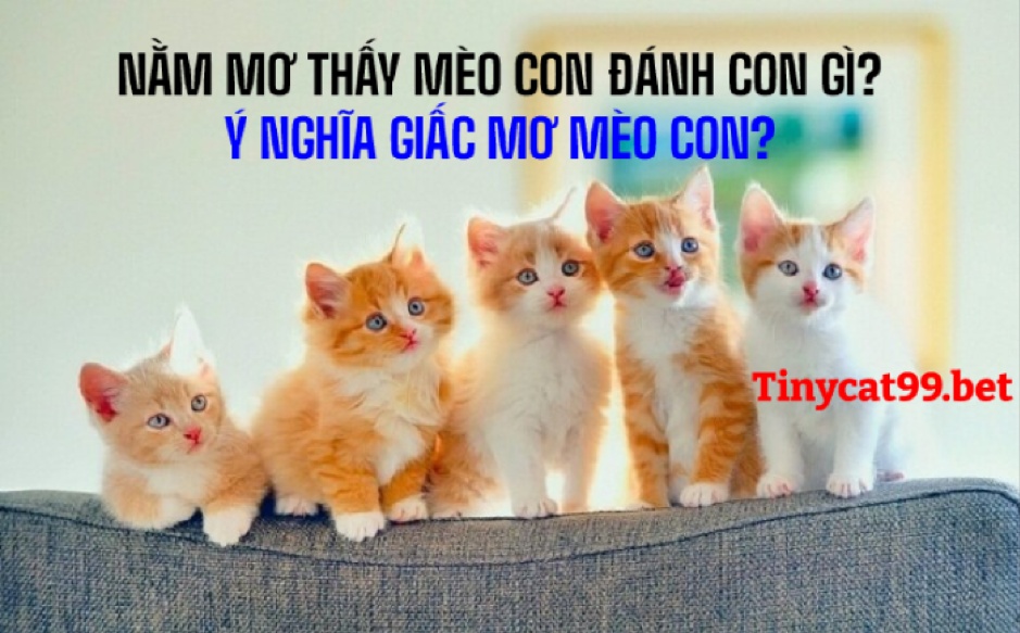 Tại sao mơ thấy mèo con