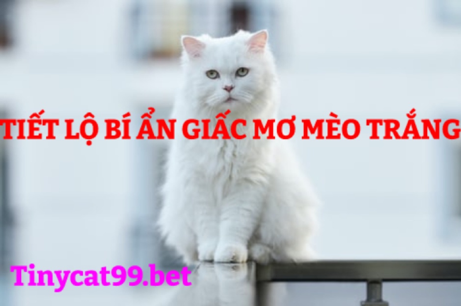 Lý giải điềm báo về giấc mơ thấy mèo trắng