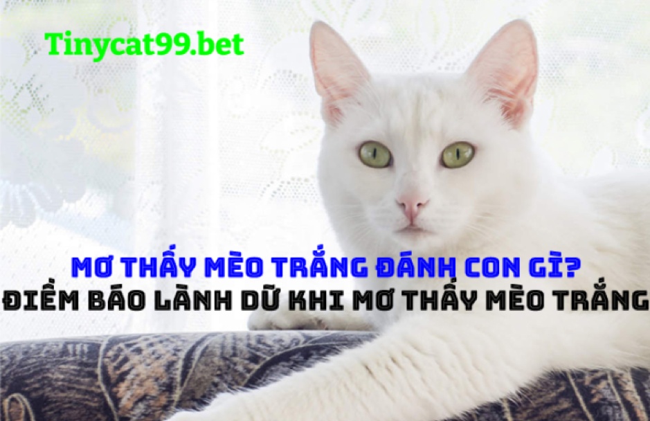 Mơ thấy mèo trắng hên hay xui