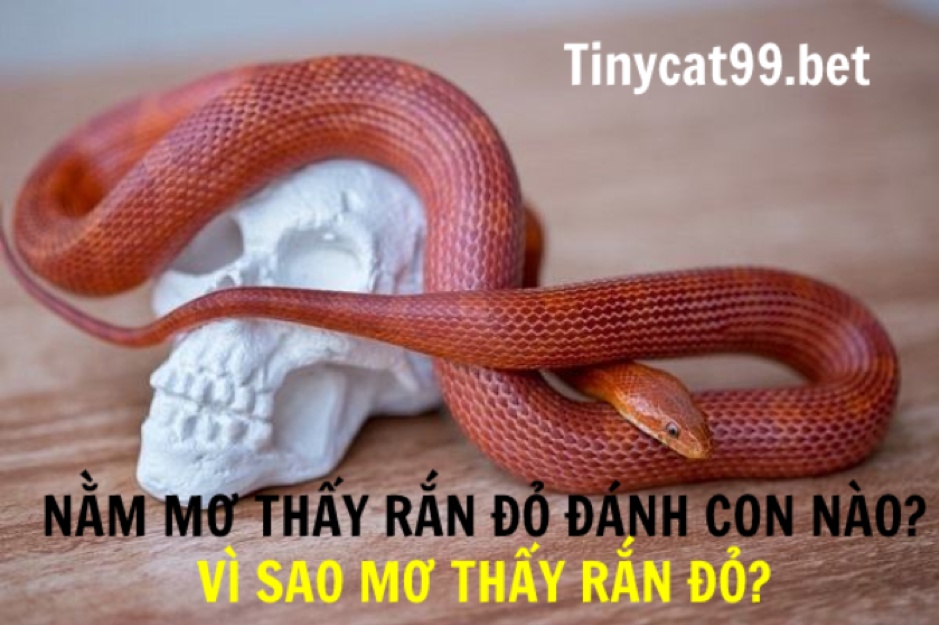 Mơ Thấy Rắn Đỏ