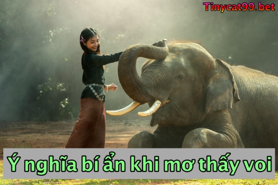 mơ thấy voi